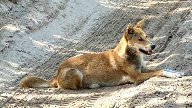 Des Houghton pic of fraser island dingo