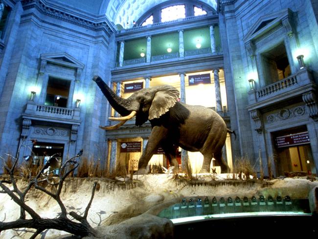 It might not be the Powerhouse, but Parramatta could see something similar to the National Museum of Natural History in Washington. Photo courtesy of the Smithsonian Institution.