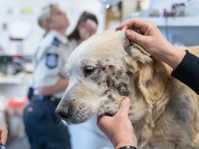 One of the dogs seized in the RSPCA's puppy farm raid receives vet care. Picture: RSPCA Queensland