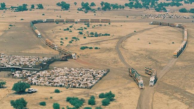 Kidman country: Cattle being loaded at Helen Springs Station near Tennant Creek in the Northern Territory.