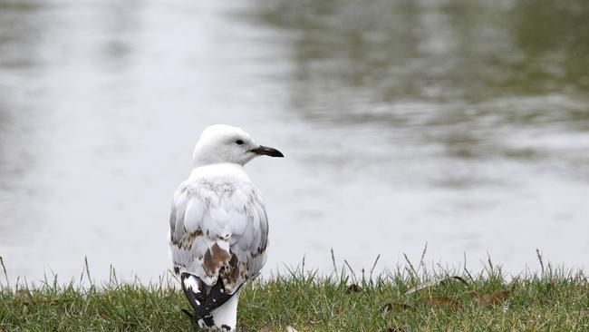 A bird at Currumbin Creek. Picture: Tertius Pickard