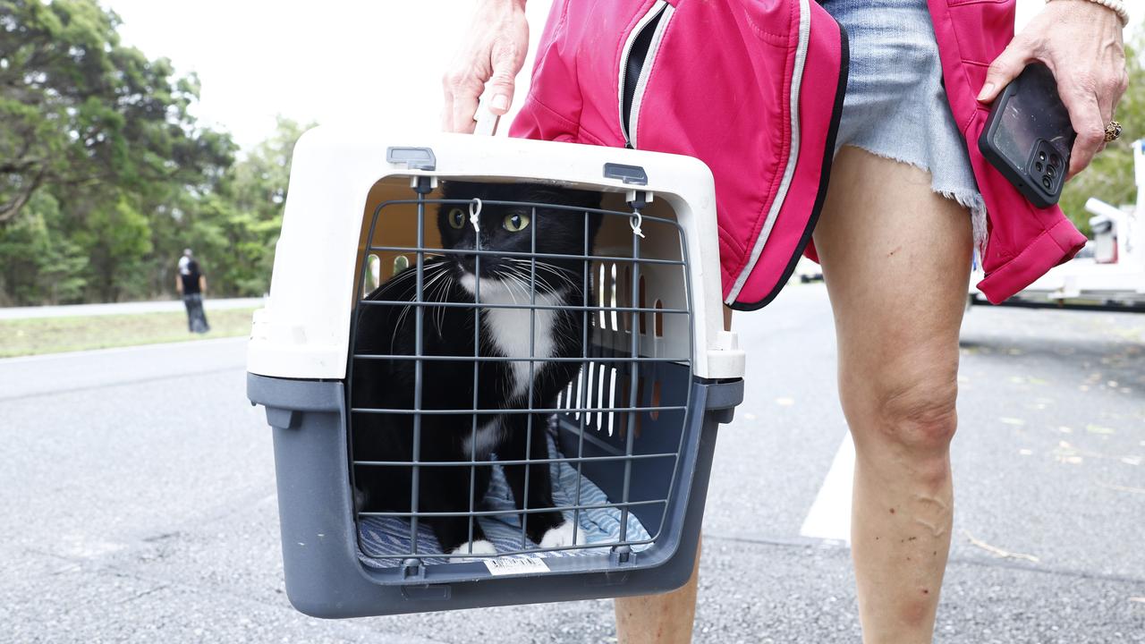 Holloways Beach resident Stephanie Schumacher evacuated her home with her cat Otis after flood water disembarking at Stratford. Picture: Brendan Radke