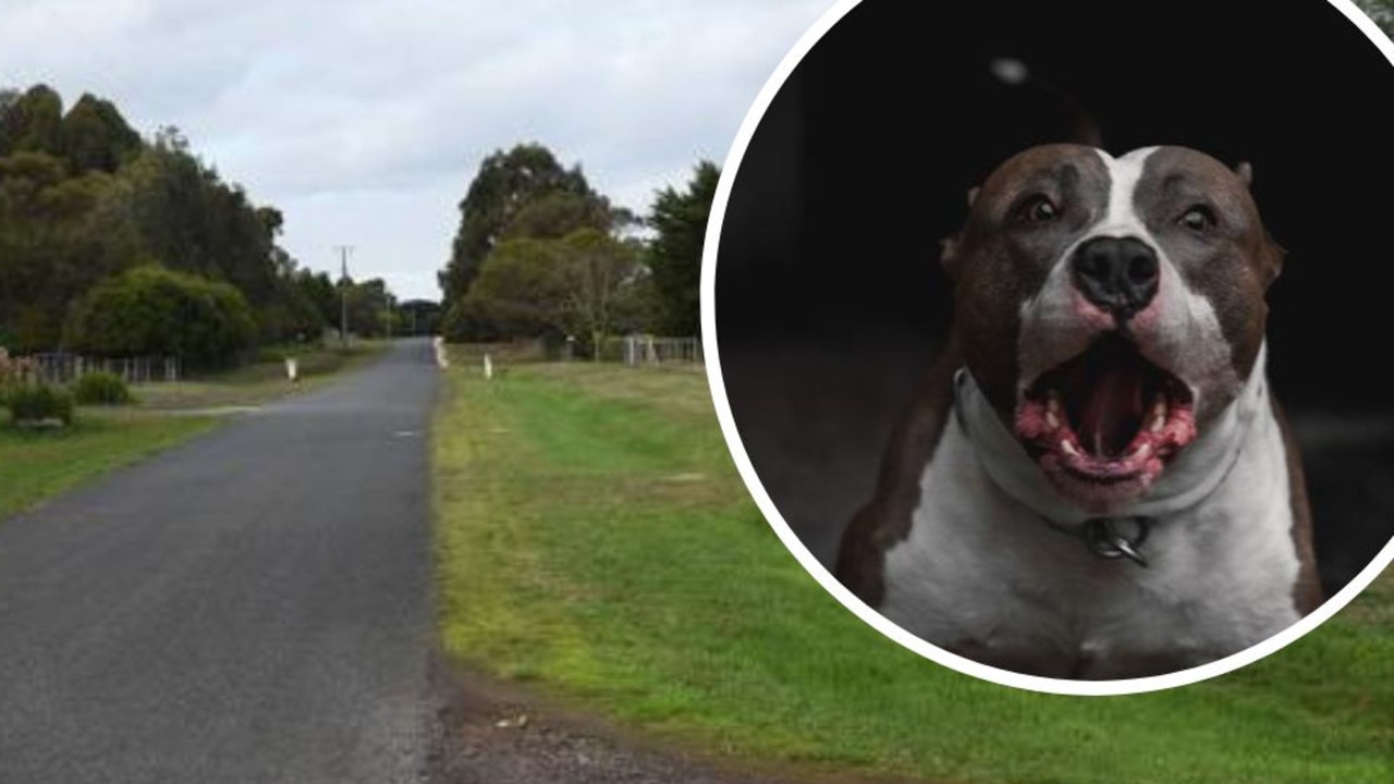 Horror dog attack: DNA test twist as rescue video played to court
