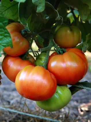 Some grocers are predicting tomatoes to go up to $9 or $10 a kilo. Picture: Andy Rogers.