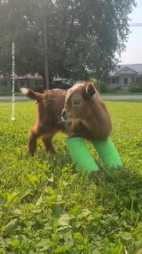 Cute goat learns to walk for the first time