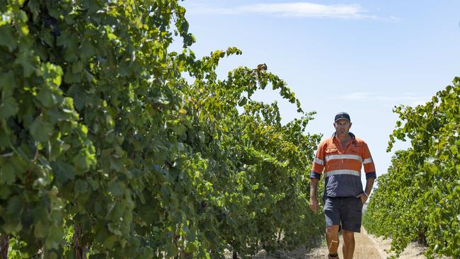 Tough season: Murray Valley Winegrowers Incorporated chairman Chris Dent warns the industry has been forced into a “holding pattern” as growers struggle to find a home for their grapes. Picture: Zoe Phillips