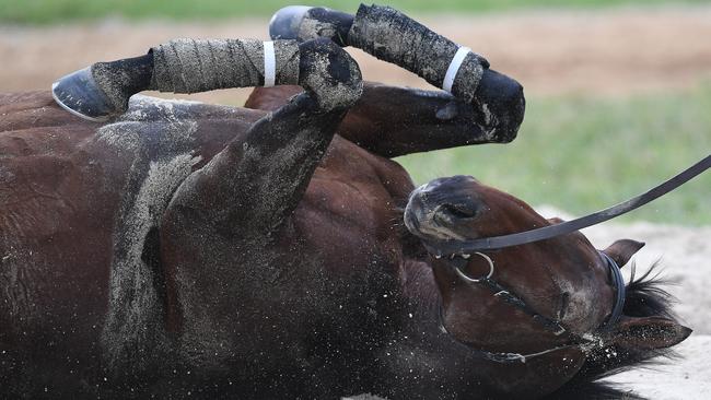 Melbourne Cup starter Marmelo rolls in sand at Werribee.