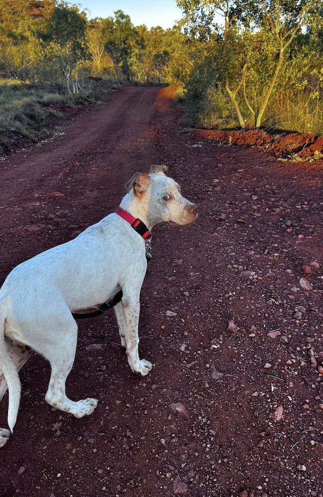 Hughie the dog, who was found under the picnic shelter at the White Mountains National Park rest stop.