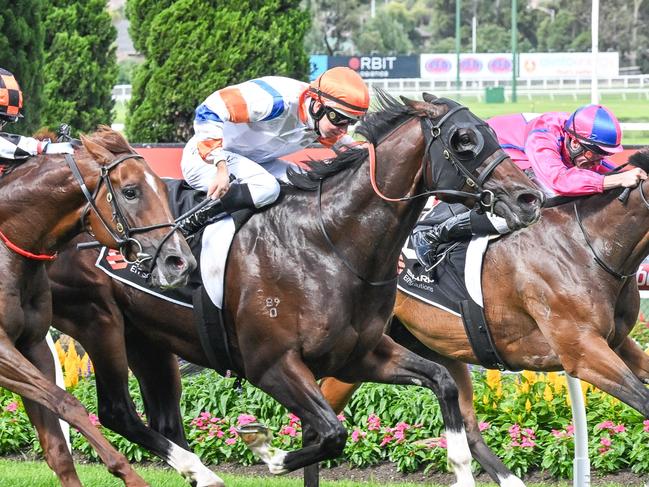 Veight ridden by Damian Lane wins the Sharp EIT Solutions Australia Stakes at Moonee Valley Racecourse on January 27, 2024 in Moonee Ponds, Australia. (Photo by Reg Ryan/Racing Photos via Getty Images)