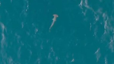 The pair of sharks ‘diverted’ the shark nets around Bondi on Monday morning. Picture: Instagram