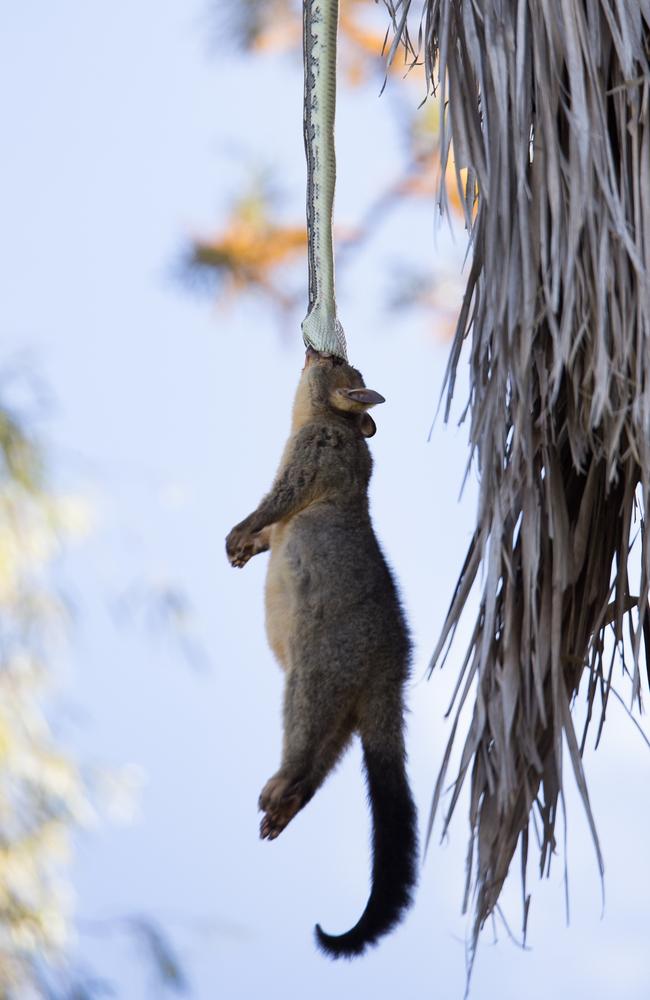 Possum vs snake. Picture: Michelle McMaster