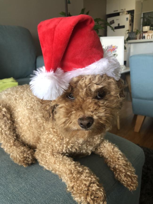 This is my toy cavoodle, Noodle, and her best Christmas grinch look in Seaford. Picture: Bec Swinton