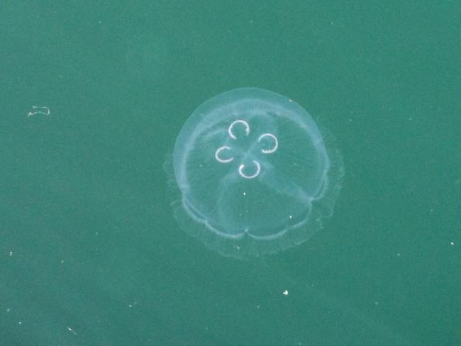 CULPRIT: Moon jelly Aurelia. Picture: DR LISA-ANN GERSHWIN