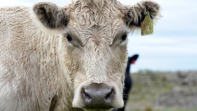 Australian beef cattle