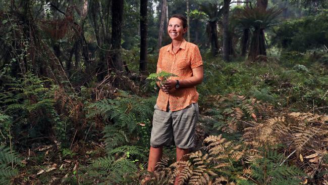 Ecologist Heidi Zimmer in the grove of endangered Wollemi pines that she helped to save from the Gospers Mountain bushfire. Picture: Aaron Francis