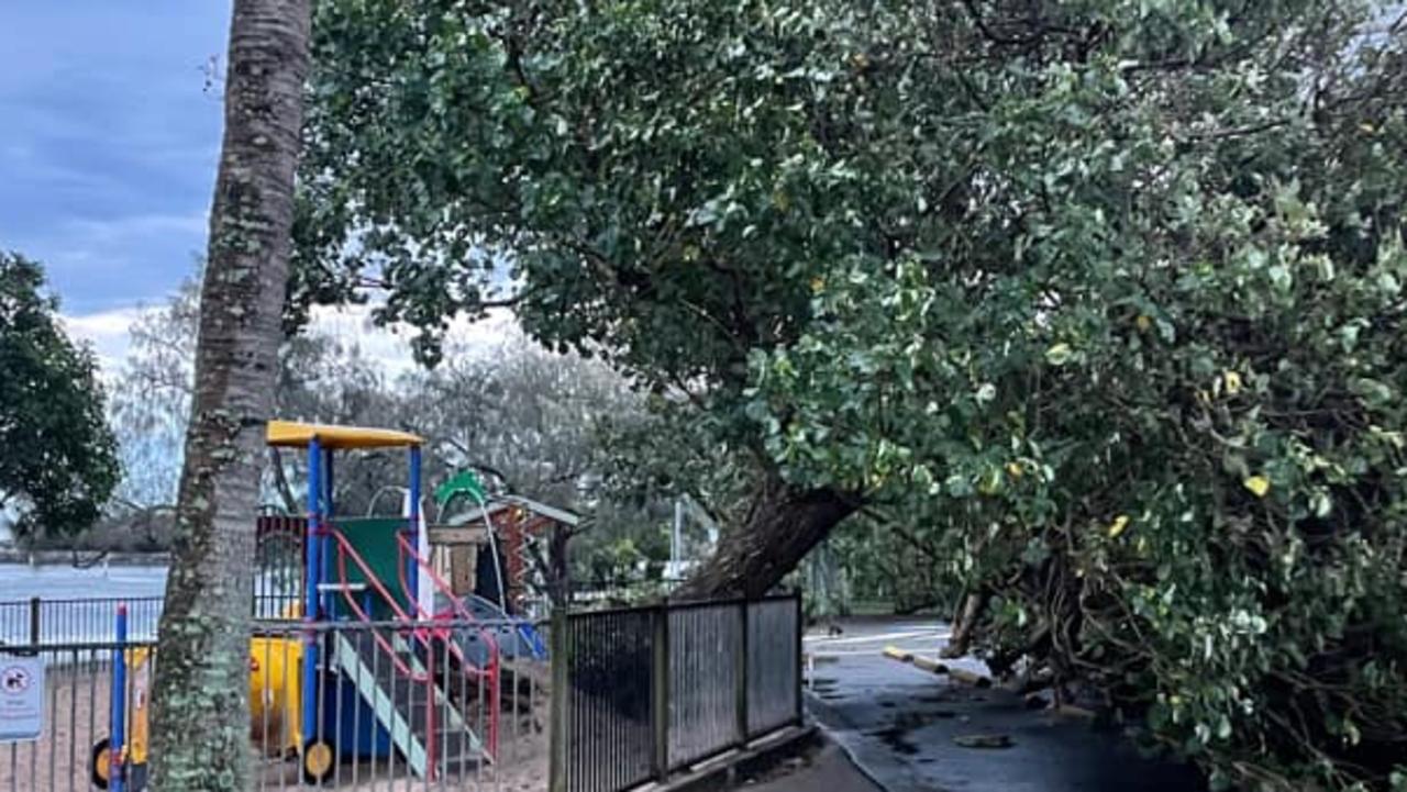 Matt Filippi shared a photograph of a grand old tree down in the children's playground at La Balsa Park.