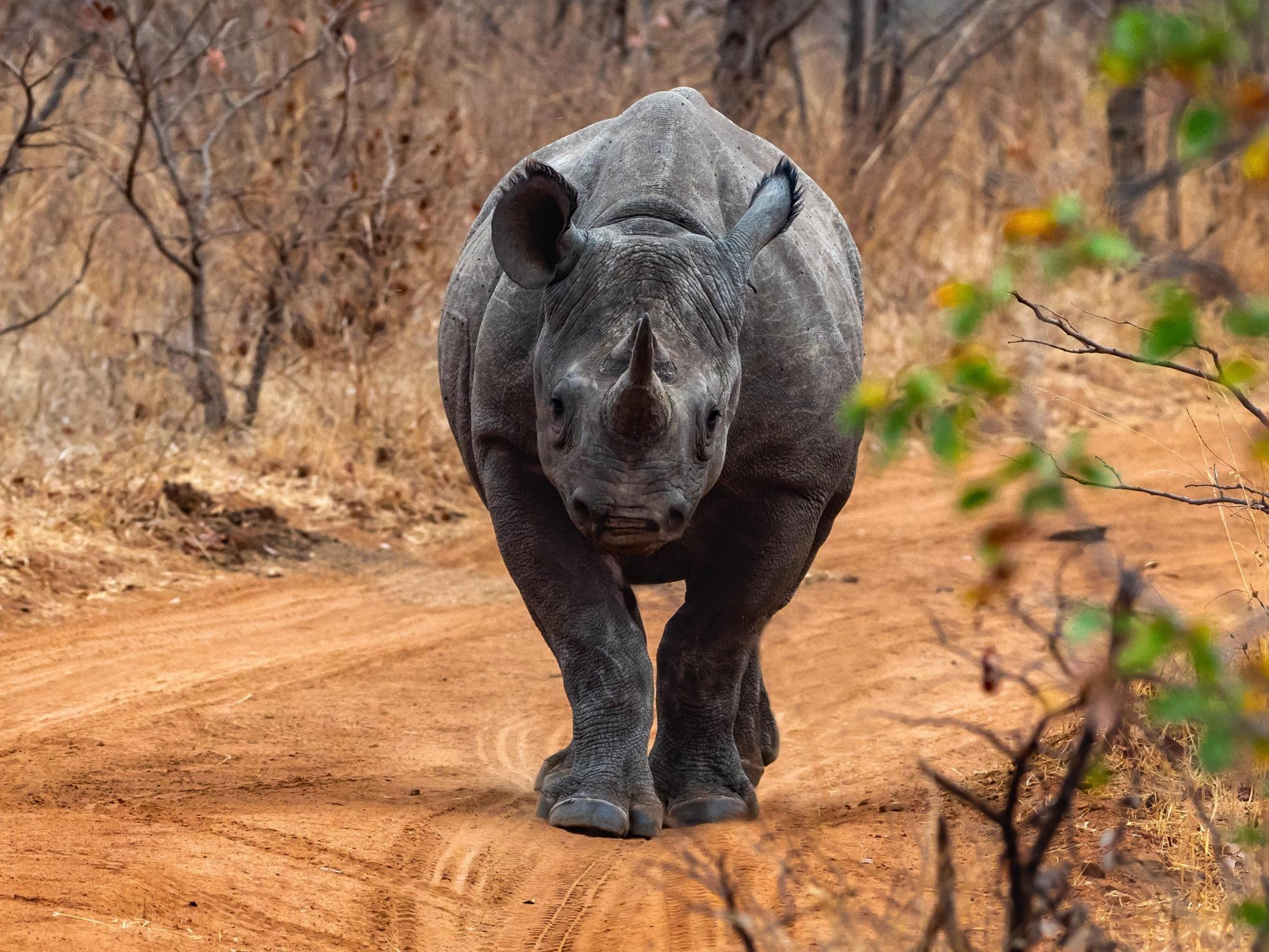 White rhinos find sanctuary in Hwange, Zimbabwe | The Australian