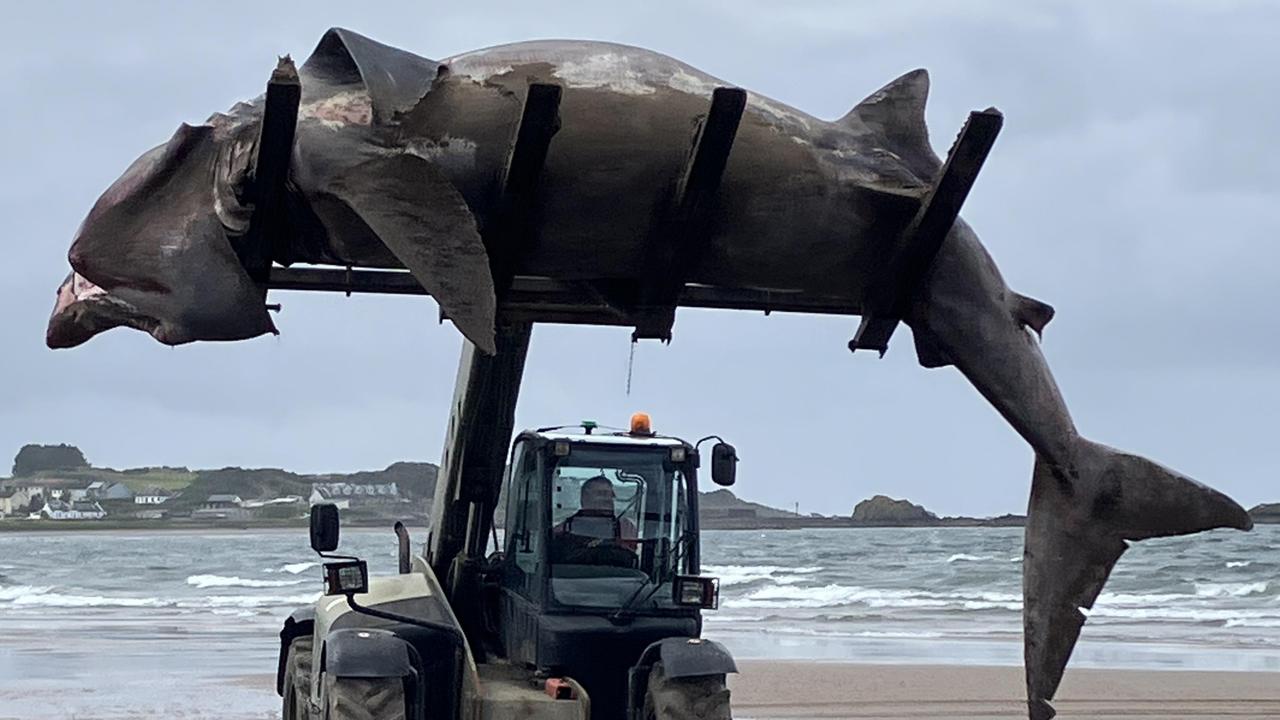 A forklift was needed to haul the massive shark off the shore. Picture: Jam Press/Yolanda McCall