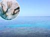 ‘It was shocking’: Passengers left stunned after reef tragedy