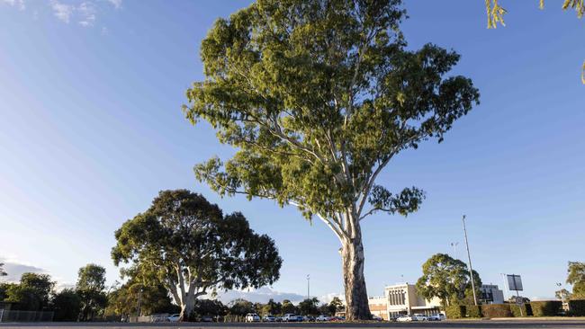 Two significant trees at the site of the proposed ice arena in Marion. Picture: Kelly Barnes