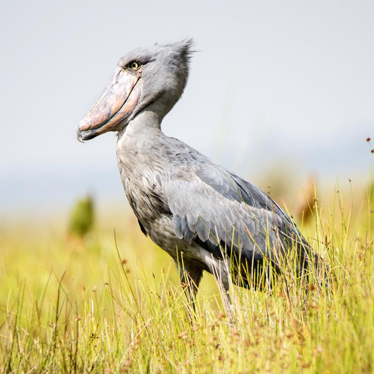 A shoebill stork photographed in Uganda. Picture: iStock