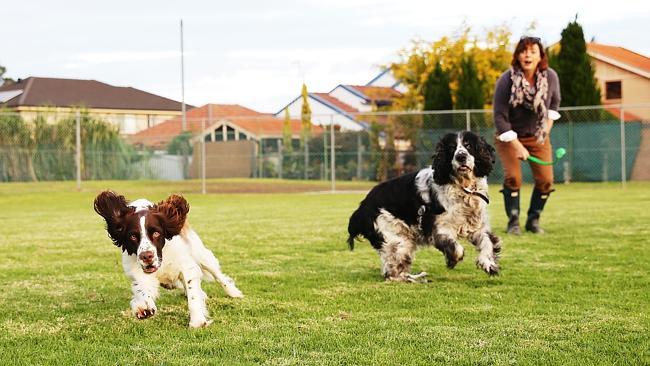 Burwood Dogs