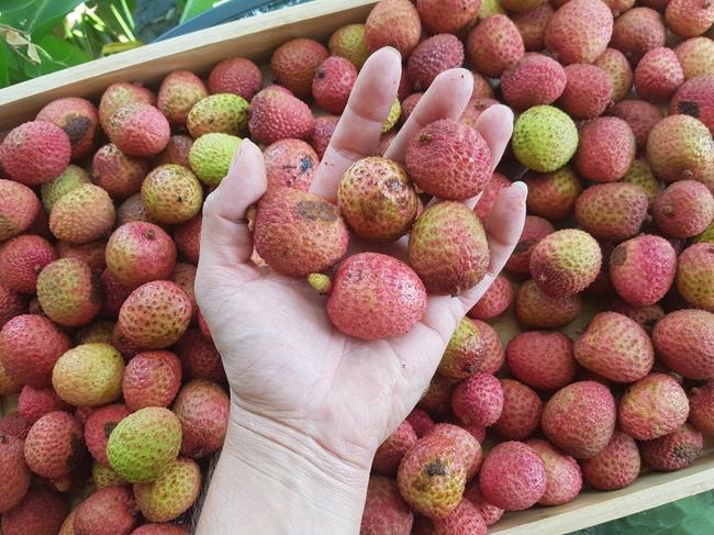 Lychees from Tablelands to Tabletops last year, there are hopes some will produce like this.  Picture: Supplied