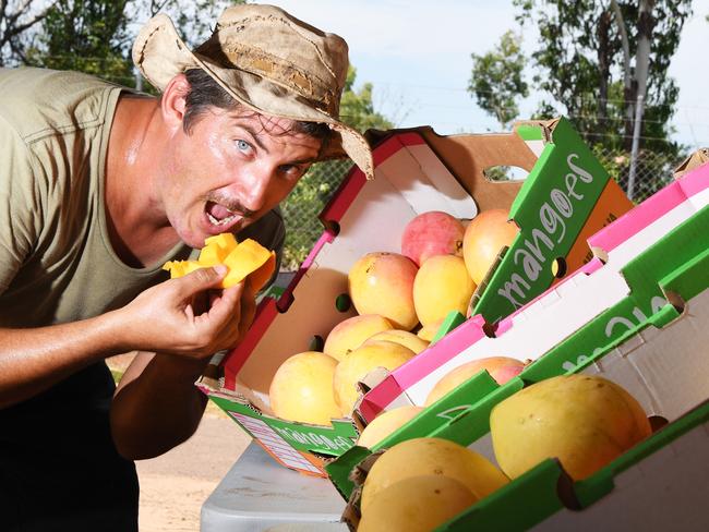 Jeremy Knox from Quality Mangoes is impressed with this year’s crop. Picture KATRINA BRIDGEFORD.