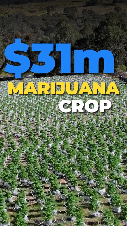 10,000 plants: Colossal cannabis crop revealed