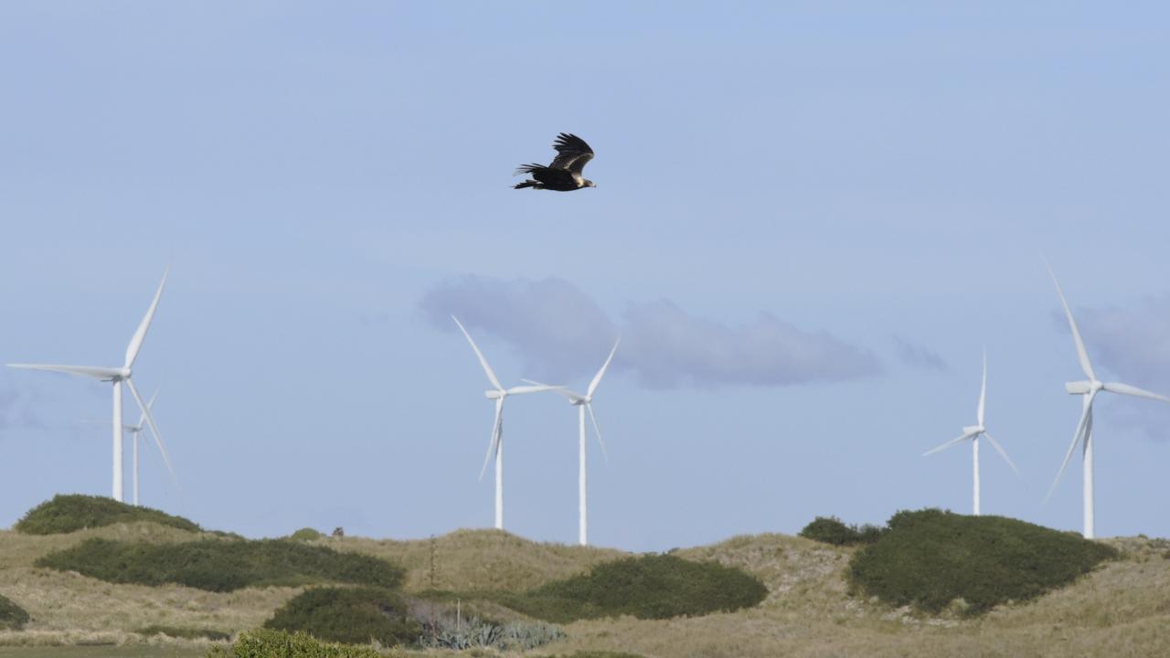 Wind farms facing bird safety curbs The Australian