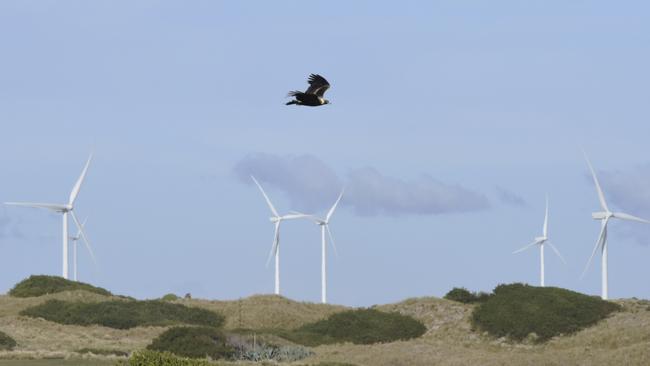 A wedge-tailed eagle flies over Musselroe Wind Farm in northeast Tasmania. Picture: Eric J. Woehler