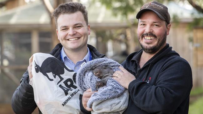 RACT communications manager Ben Hansen with the wildlife rescue kit and Bonorong Wildlife Sanctuary director Greg Irons with Bingo a 7 month old rescued wombat. Picture: Chris Kidd