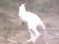 Is this the ghost of a kangaroo?