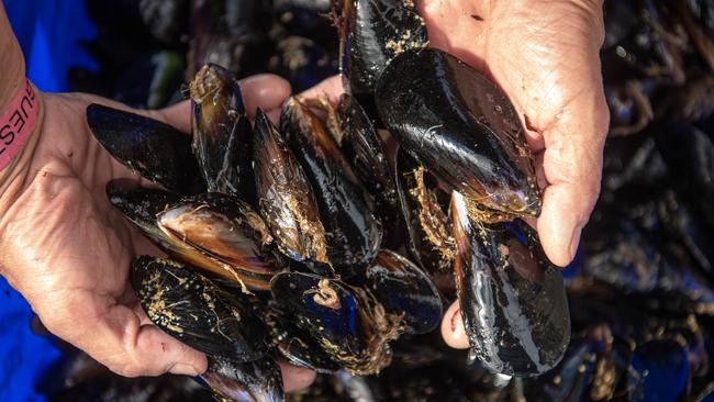 Flinders Mussels from Western Port Bay are very different to Portarlington mussels. Picture: Jason Edwards