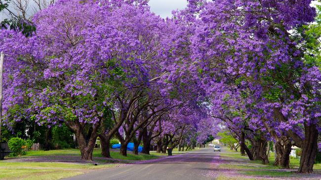 Blooming jacarandas in Grafton, NSW.