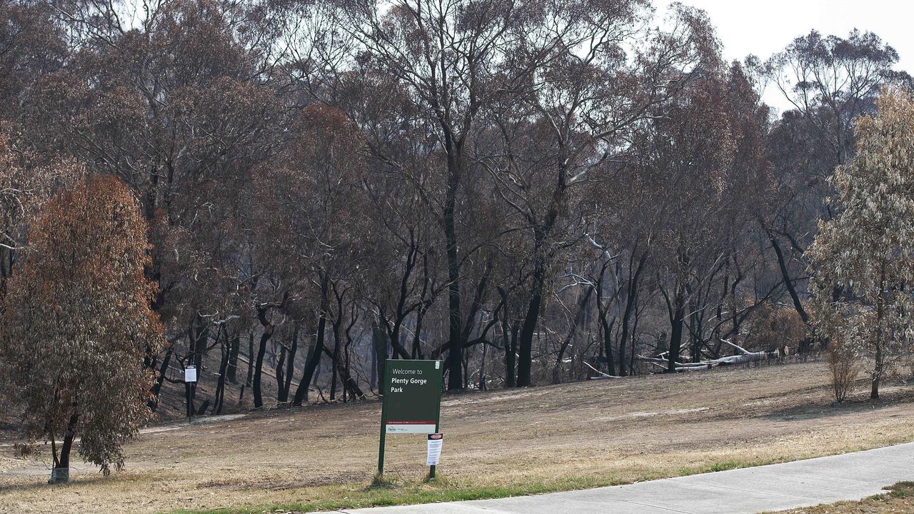 The blackened aftermath of Plenty Gorge parklands. Picture: Ellen Smith