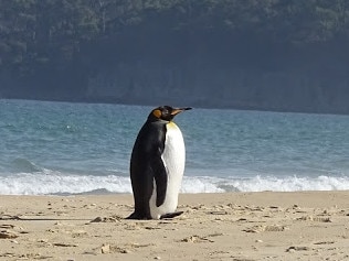 Tasmanians have this summer been spotting King Penguins, usually found 1,500 km away on sub-Antarctic Macquarie Island, on local beaches. The sightings started on a suburban Hobart beach in early Jan, continued on Bruny Island late last month. Picture - Supplied Photo by Colin Davies