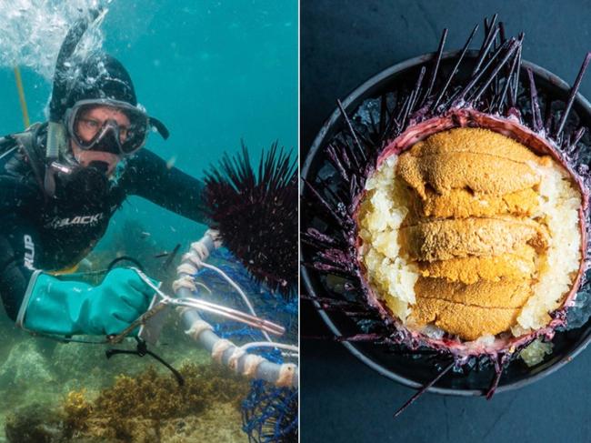 Sea Urchin Harvest at Tomakin. Picture: Supplied