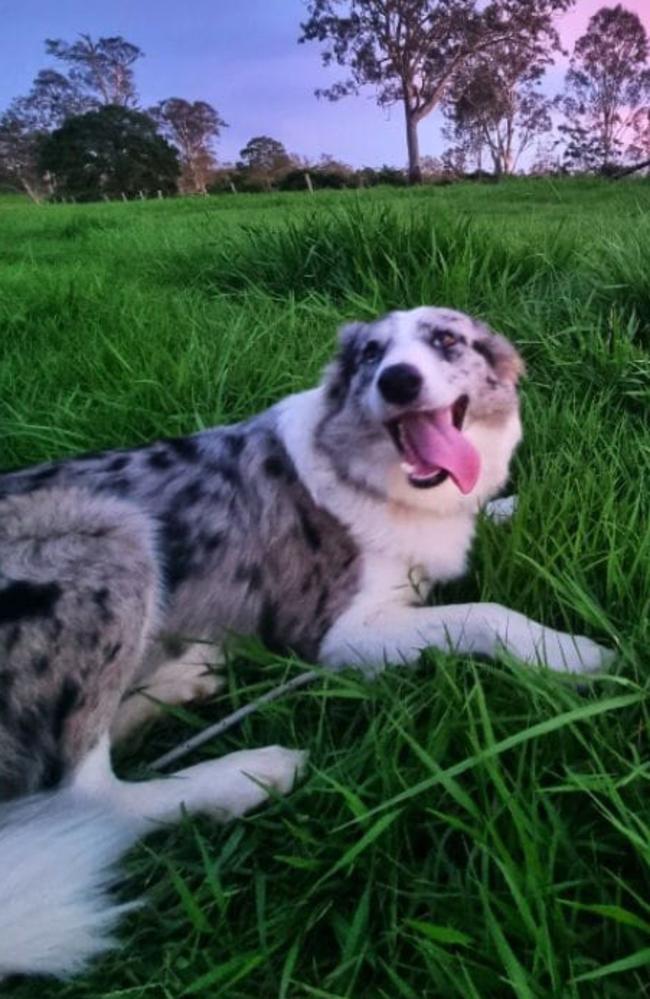 Ace: Sarah Porter's 1 year old Blue Merle Border Collie