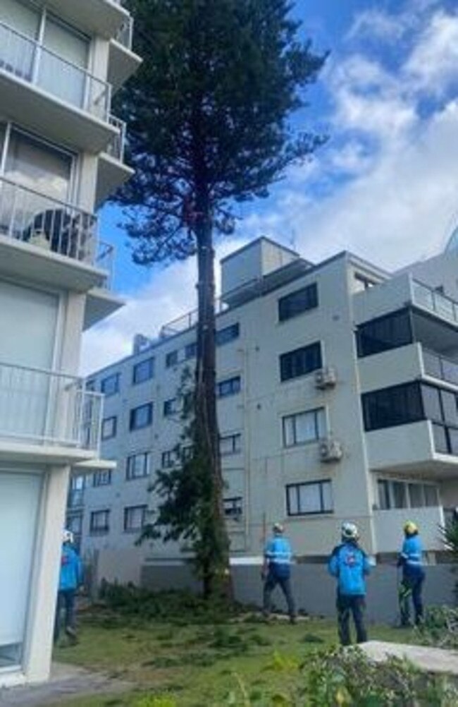 The tree being removed at Seabreeze Apartments, Garfield Tce. Picture: Supplied