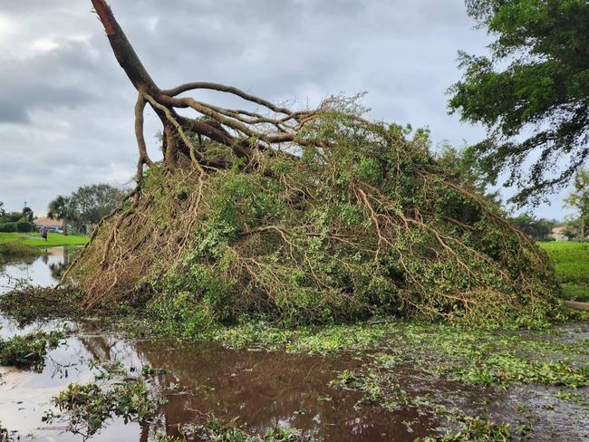 One of many trees that were destroyed from the deadly storm. Picture: John Mageropoulos