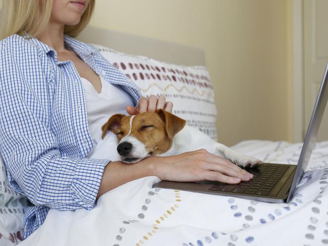 It’s perfectly fine to work remotely alongside pets. Picture: iStock