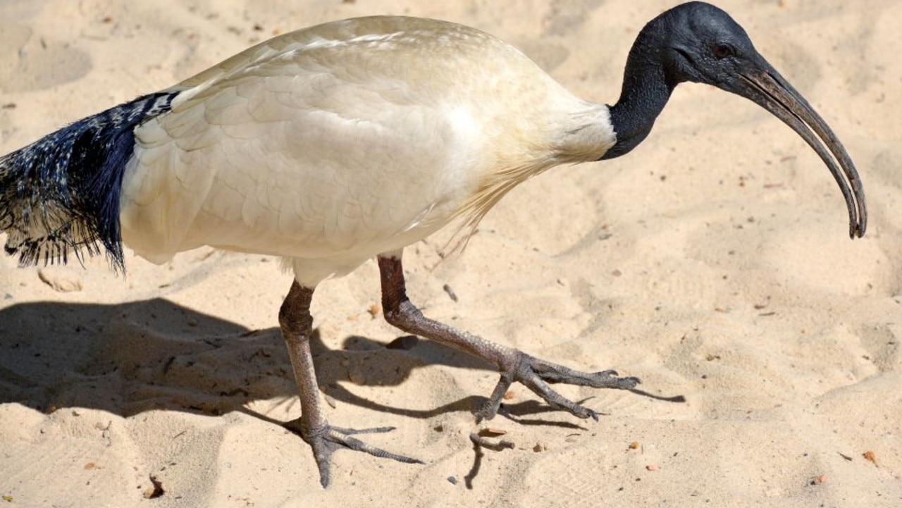 The infamous bin chickens are expected to make the permanent move in the coming 30 to 50 years. Picture: Getty