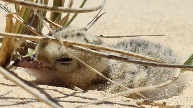 A Little Tern chick at Sawtell. Picture: Anna Lloyd