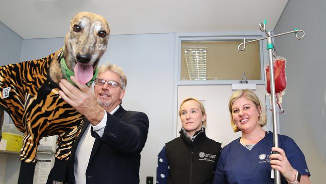 DoSomething Day 2018. Mark Laurie, CEO, Christine Griebsch, Vet and Alecia Clibbens, Blood Bank  Program coordinator poses for a photo with  Tiger the greyhound who earned her stripes for her donation to the canine blood bank by getting a preliminary blood test at University Veterinary Teaching Hospital. DoSomething Day 2018. (AAP IMAGE/ Danny Aarons)