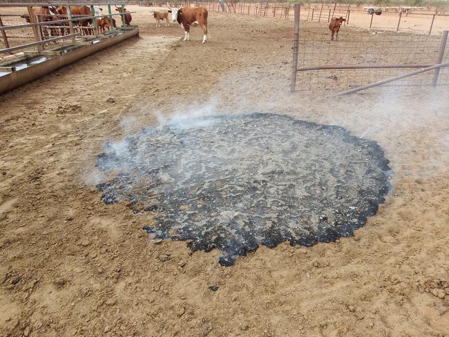 Like the cattle, the ground has now been branded. Picture: Supplied