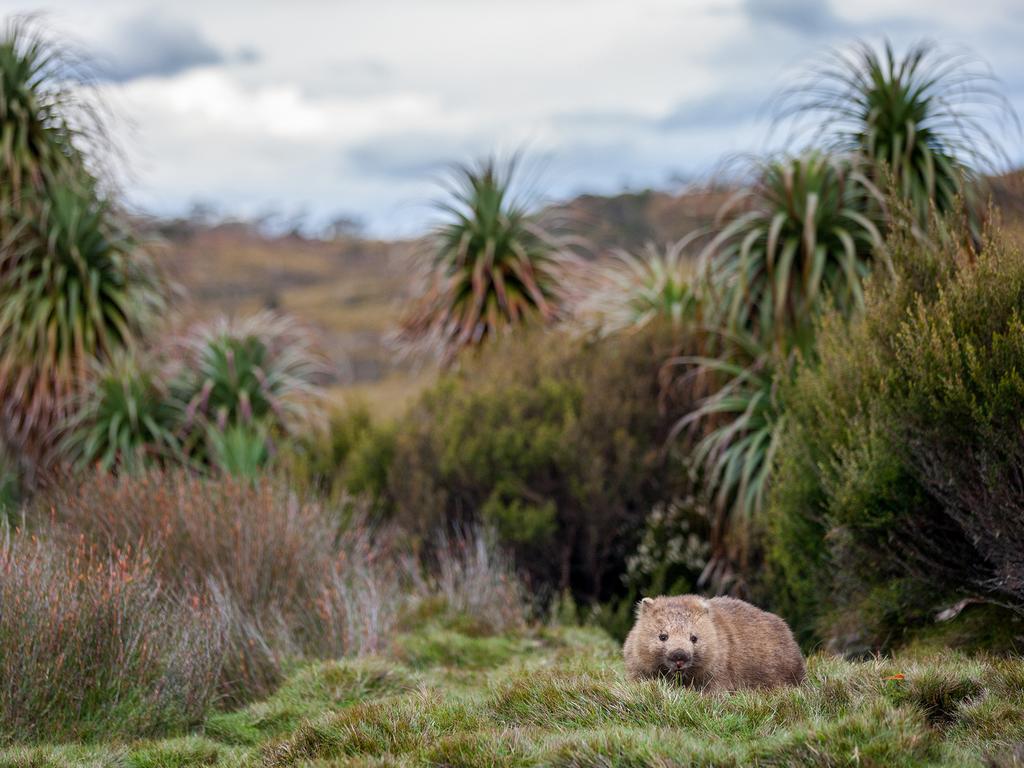 Wombat, Tasmania. Picture: Will Burrard Lucas/topwilldlifesites.com