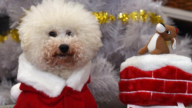 Choose from plenty of great gift ideas at Dogue, a boutique Bayside pet supply store and groomer. Picture: Josie Hayden