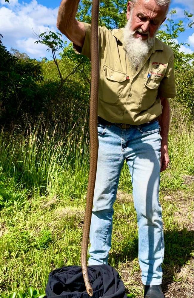 Despite an increase in snake bites around the region Darling Downs snake catcher Gunter Glaser says he’s received less call outs than usual. Photo: Supplied