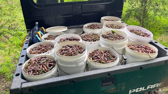 Some of the harvest he lost this year. Picture: Supplied